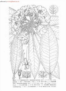 紅粘毛杜鵑 紅粘毛杜鵑