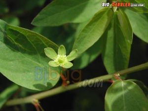 雀兒舌頭 雀兒舌頭