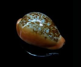 蘭福寶螺 蘭福寶螺