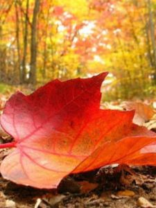 一葉落知天下秋 一葉落知天下秋