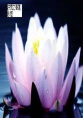 洪荒之青蓮永恆 洪荒之青蓮永恆