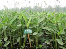 再力花蟲害防治