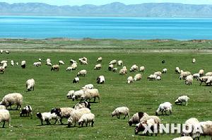 青海青海湖國家級自然保護區