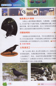 《百科新勢力：神奇動物PK》