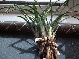 蘭花根[某些蘭科植物的根]