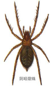昏暗線隙蛛 昏暗線隙蛛