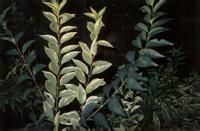 金石灘連翹 金石灘連翹