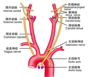 頸動脈竇位置