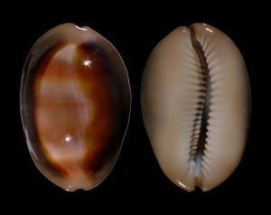 金棗寶螺 金棗寶螺