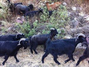 臨朐黑山羊 臨朐黑山羊