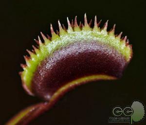 紅色食人魚捕蠅草 紅色食人魚捕蠅草