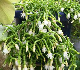 青柳[仙人掌科絲葦屬，是一種附生類仙人掌]