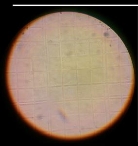 嗜熱硫氧化硫化桿菌