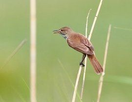 葦鶯 葦鶯