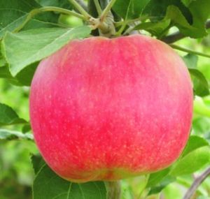 富藤一號紅富士 富藤一號紅富士