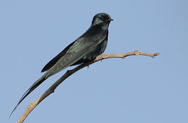 叉尾鋸翅燕 叉尾鋸翅燕