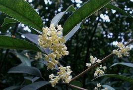 柳葉銀桂 柳葉銀桂