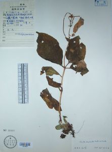 墨脫唇柱苣苔 墨脫唇柱苣苔