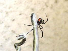 蜘蛛與蛇 蜘蛛與蛇