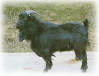 建昌黑山羊 建昌黑山羊