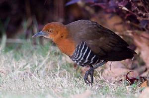 白喉斑秧雞海南亞種(圖4)