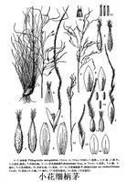 小花細柄茅
