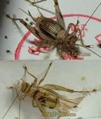 擴胸蟋科 擴胸蟋科