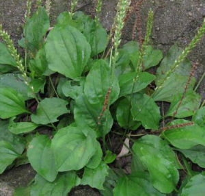 海濱車前 海濱車前