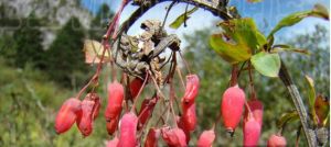 滇西北小檗 滇西北小檗