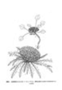 圓葉合頭菊 圓葉合頭菊