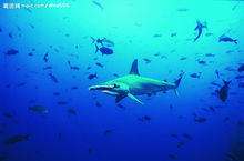 七星鯊魚 七星鯊魚