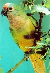 紫頸吸蜜桃額錐尾鸚鵡 紫頸吸蜜桃額錐尾鸚鵡