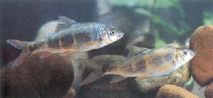 橫帶唇魚 橫帶唇魚