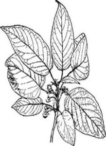 圓葉藤山柳 圓葉藤山柳