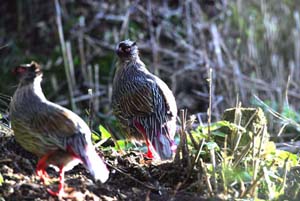 太白山國家級自然保護區