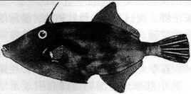 黃鰭馬面魨 黃鰭馬面魨