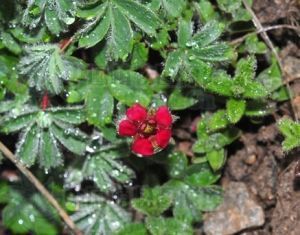 紫花山莓草（原變種）