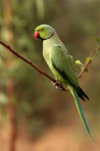 紅領綠鸚鵡廣東亞種