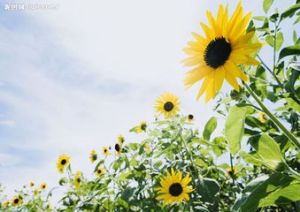 先瑞2號 先瑞2號