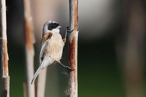 黑頭攀雀 黑頭攀雀