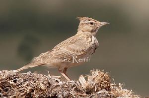 鳳頭百靈利島亞種 鳳頭百靈利島亞種