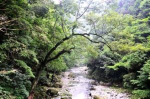 小溪自然國家保護區 小溪自然國家保護區