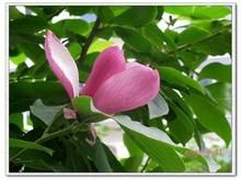 紅運玉蘭 紅運玉蘭