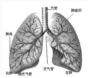 肺纖維化