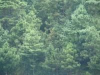 楊梅箐自然村 楊梅箐自然村