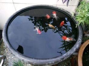 古法養魚 古法養魚