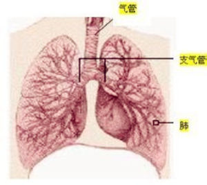 PCP病毒性肺炎 PCP病毒性肺炎
