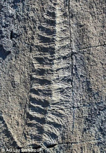 葉狀形態類生命 葉狀形態類生命