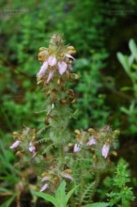 許氏密穗馬先蒿 許氏密穗馬先蒿