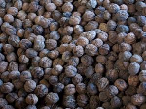 乾海子自然村核桃果